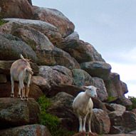 goats at Action wildlife in CT