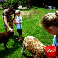 Flamig Farm petting animals