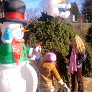 Christmas Trees in Bethlehem Ct