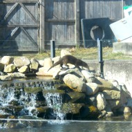 Stamford nature center in CT