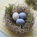 Spanish moss bird nest