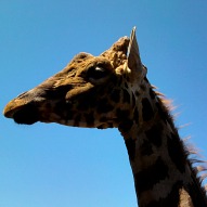 lupa zoo giraffe