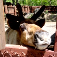 lupa zoo massachusetts