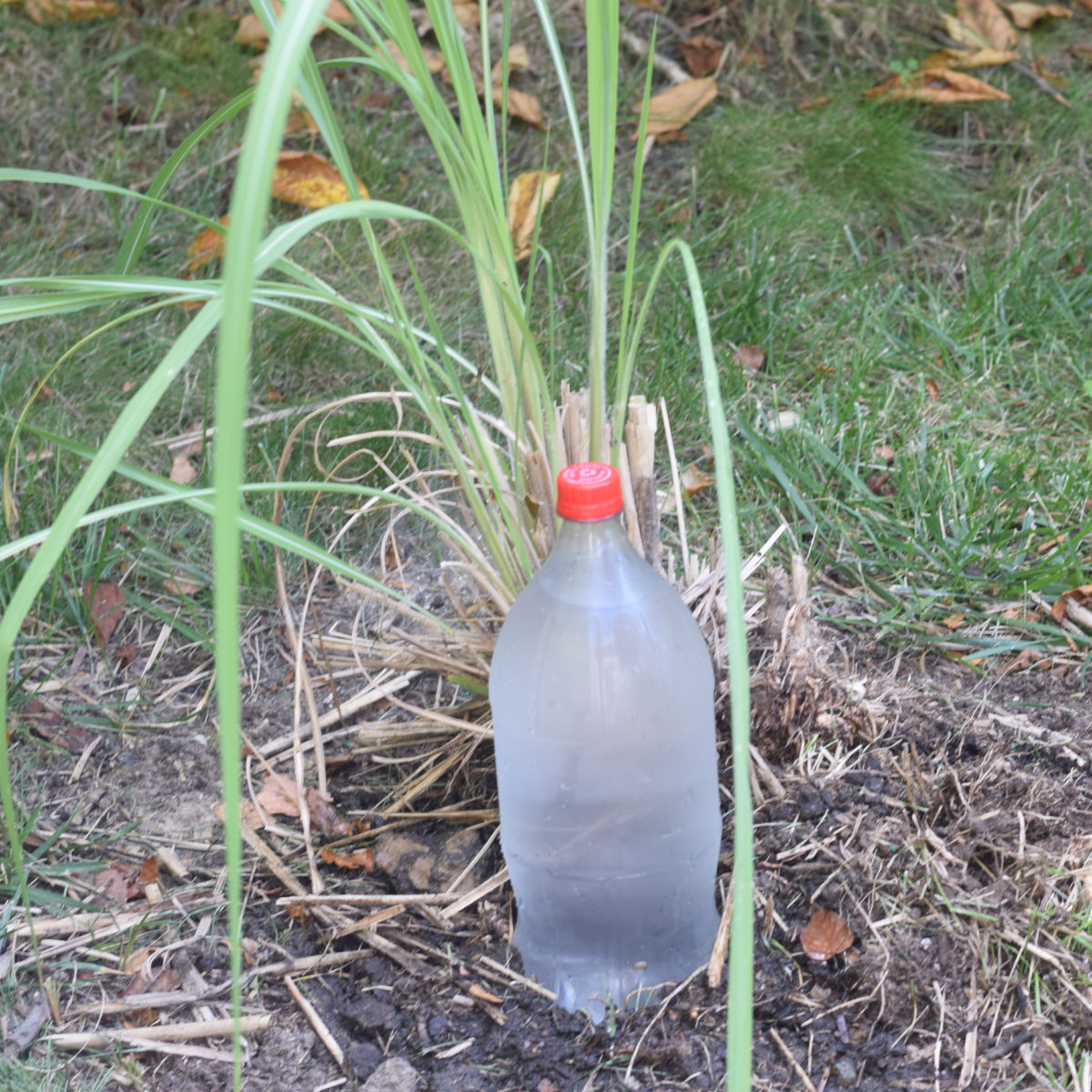 watering plants with bottle