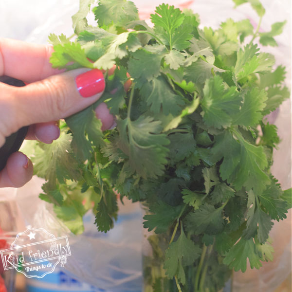 storing fresh cilantro hack