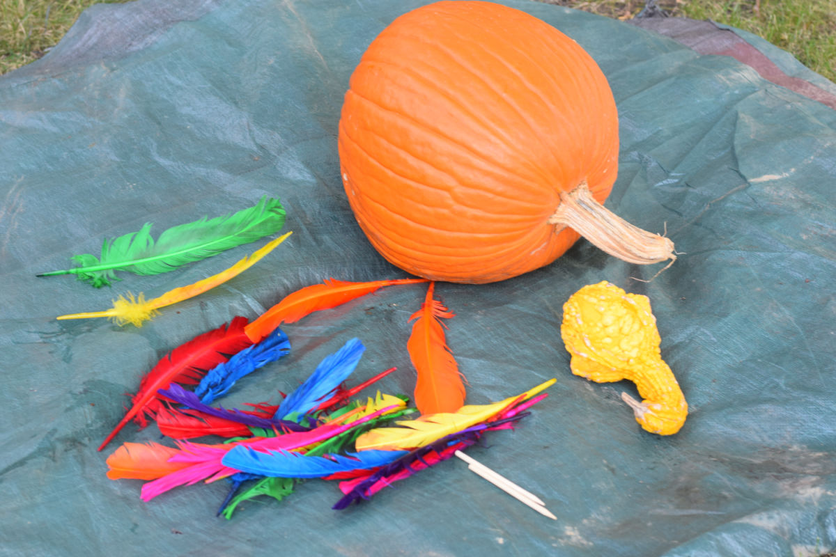 turkey pumpkin supplies