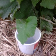 watering plants with a cup 